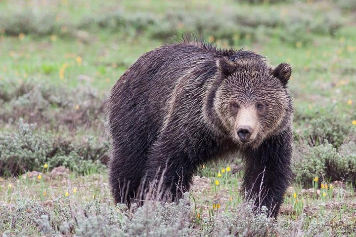 A grizzly bear wanders through Grand Teton National Park